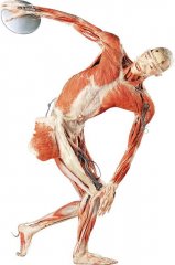 Výstava Bodies - The  Human  Body  Exhibition