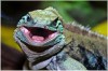 Zoo Praha - Leguan modravy
