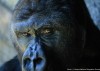 [800-600].Gorila_J.Sartore_National Geographic Society_2