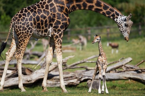Zoo1