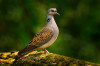 Turtle dove, Streptopelia turtur, Pigeon forest bird in the nature habitat, green background, Germany. Wildlife scene from green forest. Dove in nature wood habitat. Big bird in vegetation.