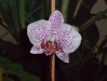 Orchidej