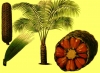 zamia_roezlii