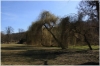 stromovka-110324_022