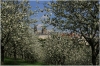 Petřín - Seminářská zahrada