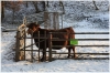 toulcuv-dvur110129_003