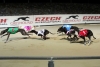 greyhound-park-motol04