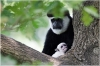 ZOO Praha - Guereza pláštíková