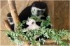 ZOO Praha - Guereza pláštíková