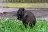 ZOO Praha - Hutia konga