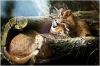 ZOO Praha - Karakal