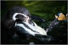 ZOO Praha - Tučňák humboltův