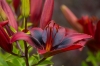 Dendrologická zahrada Průhonice - Lilium London Heart