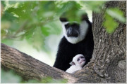 Noční prohlídky v pražské ZOO