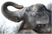 Komentované prohlídky v ZOO Praha