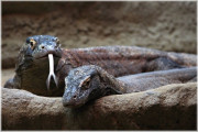 Minikoncerty v pražské ZOO