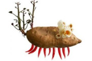 Food Film Fest