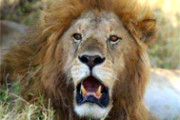 Hic sunt leones