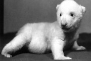 Nestárnoucí Zoo Praha oslaví 83. narozeniny