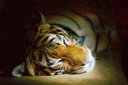 Poznejte pražskou ZOO v noci