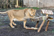 Kratochvílení v pražské ZOO