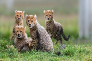 Zoo Praha přivítá 84. sezónu!