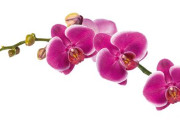 Orchideje v Botanické zahradě