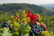 Prosecké Vinobraní na Bobové dráze