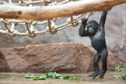Novoroční setkání u zvířat v Zoo 