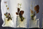 Nature – Future: Rostliny budoucnosti