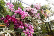 Výstava orchidejí v Botanické zahradě Praha