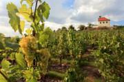 Pražské vinice 2019 - Putování vinicemi hlavního města