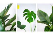 BIG • SUMMER • PLANT • SALE
