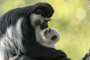 Mezinárodní den goril v pražské zoo